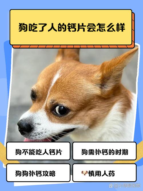 人吃的钙片可以给狗狗补钙吗?