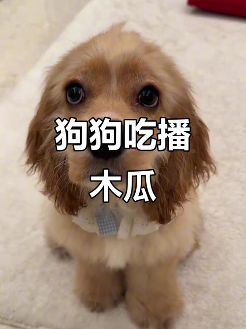 狗狗为什么不吃木瓜