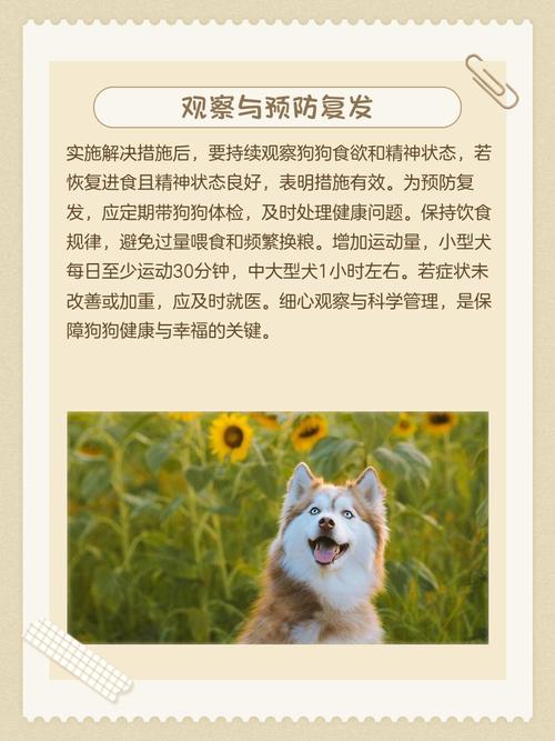 狗狗不吃米饭怎么办