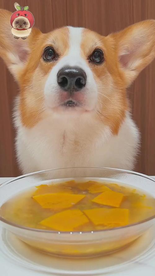 狗狗能喝绿豆汤吗