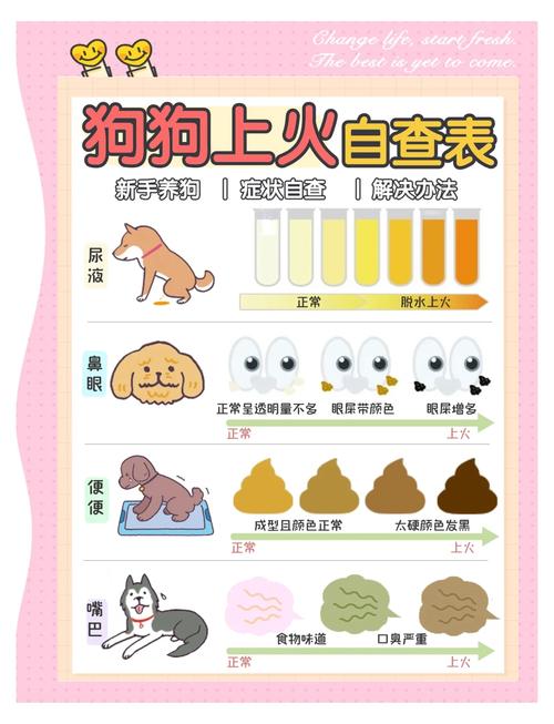 狗狗清火吃什么