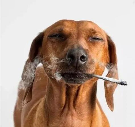 狗闻到烟味没事吧