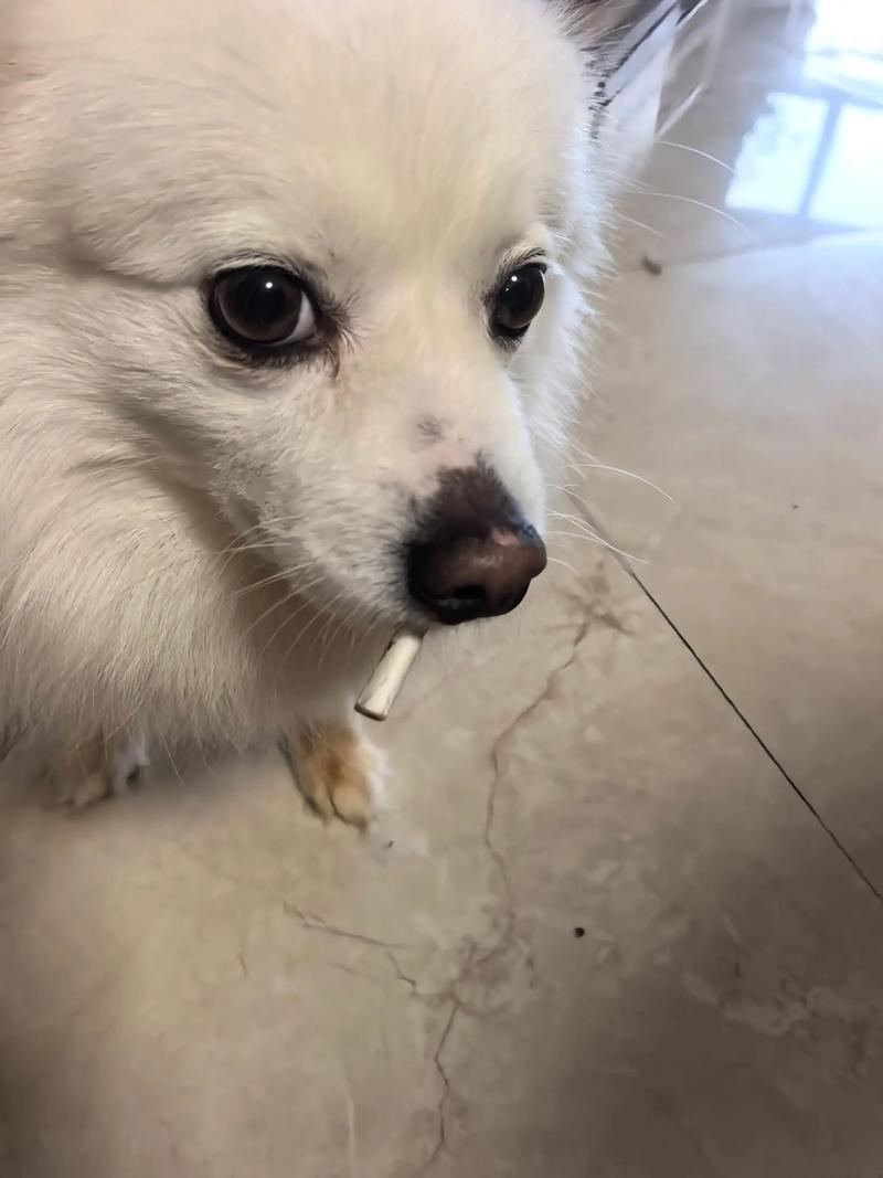 狗最讨厌什么气味