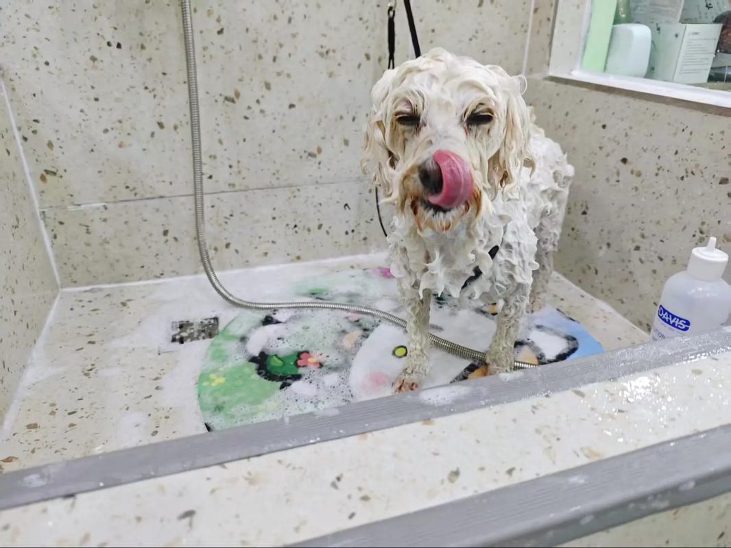 可以用洗发水给狗洗澡吗