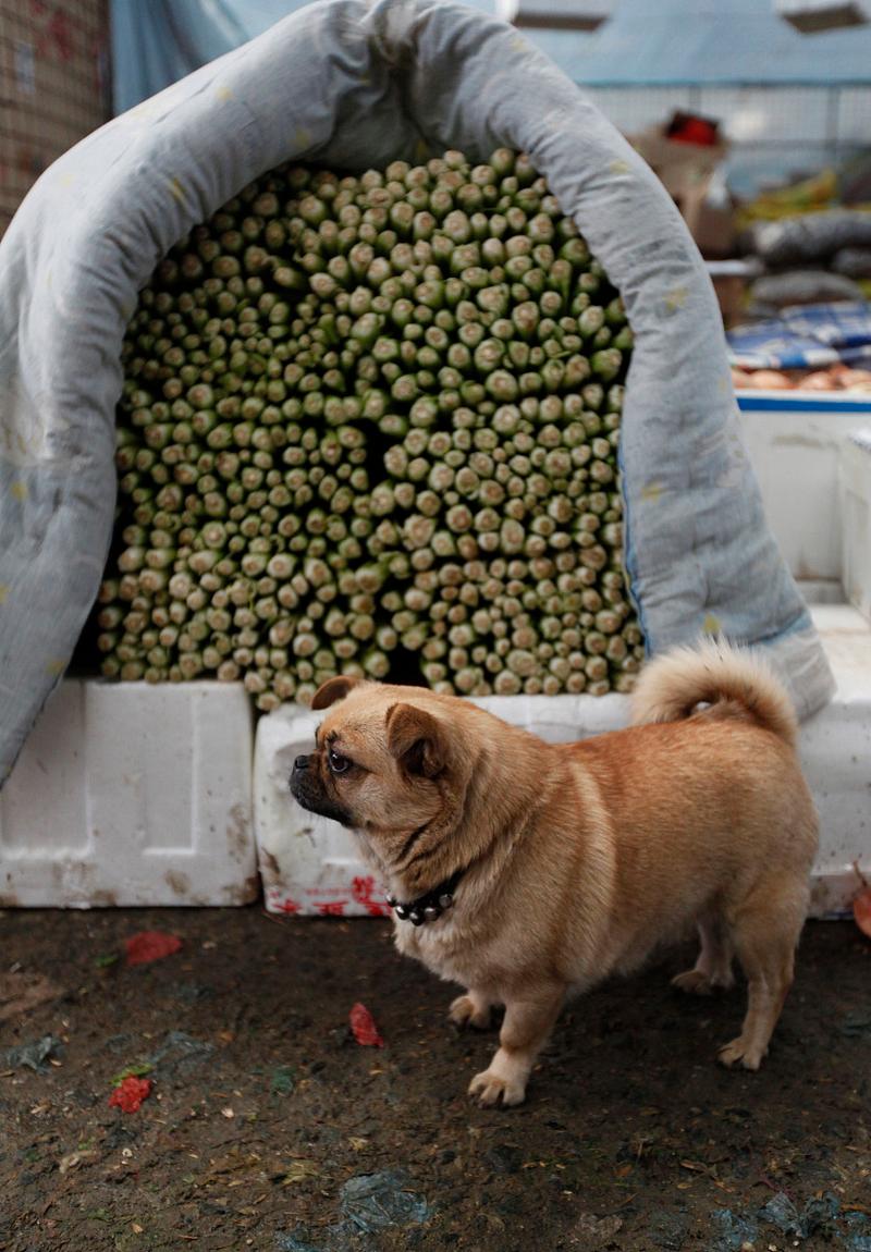 为什么狗狗要吃黄豆