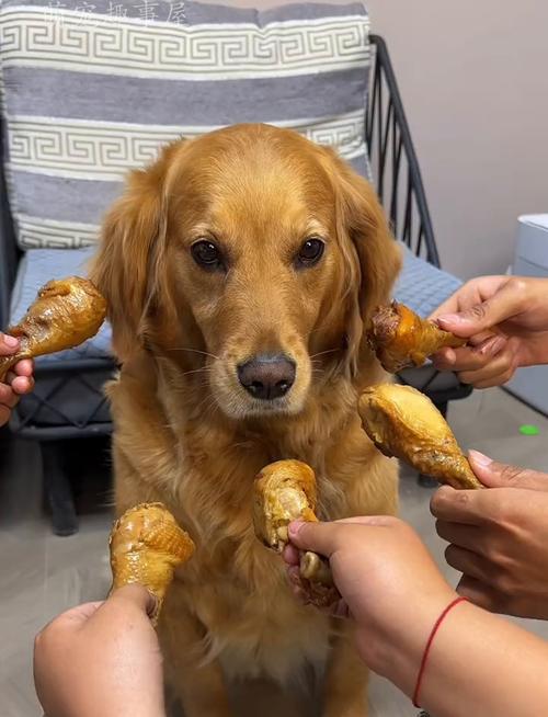 泰迪狗可以长期吃鸡腿肉吗?