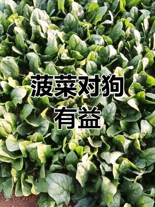狗狗能吃生菠菜吗