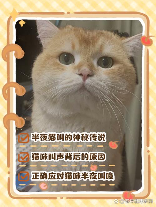 小猫晚上叫不理它可以吗