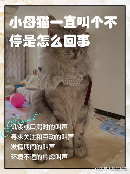 小猫刚离开妈妈,一直叫个不停,怎么办?