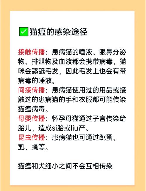 猫瘟自己在家治疗方法