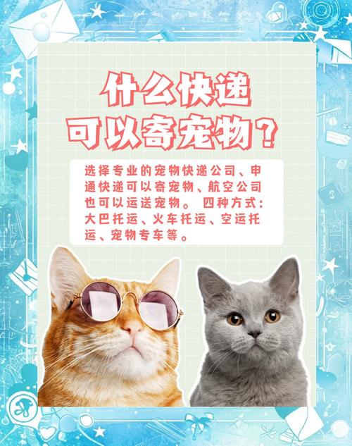 哪个快递公司可以托运宠物猫