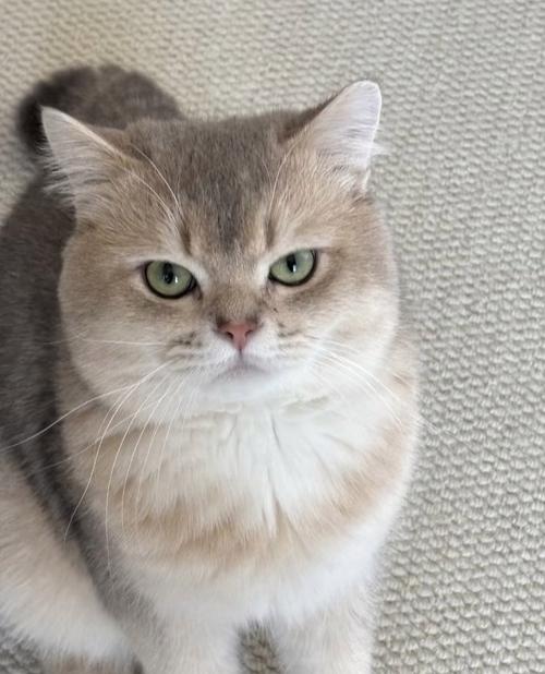 猫吃什么发腮效果比较好