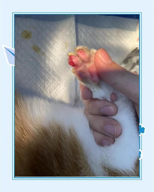 猫咪打架受伤会自愈吗