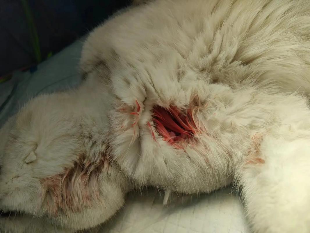 猫咪伤口露肉能自愈吗