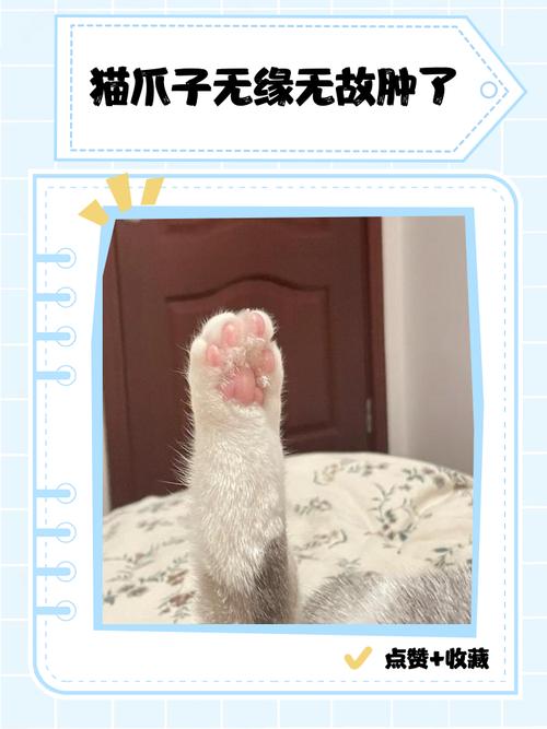 猫咪下巴肿了怎么办?