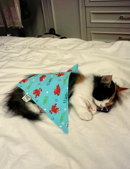 猫打完消炎针后没精神睡觉