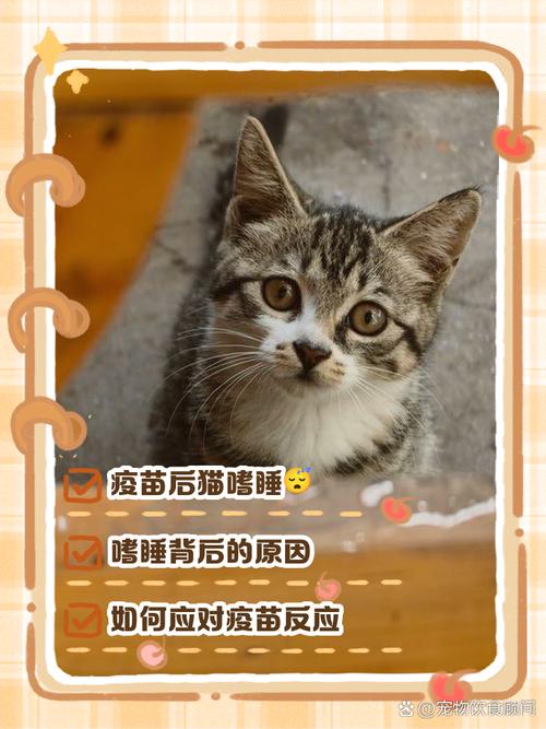 猫咪打完止吐针为什么没精神
