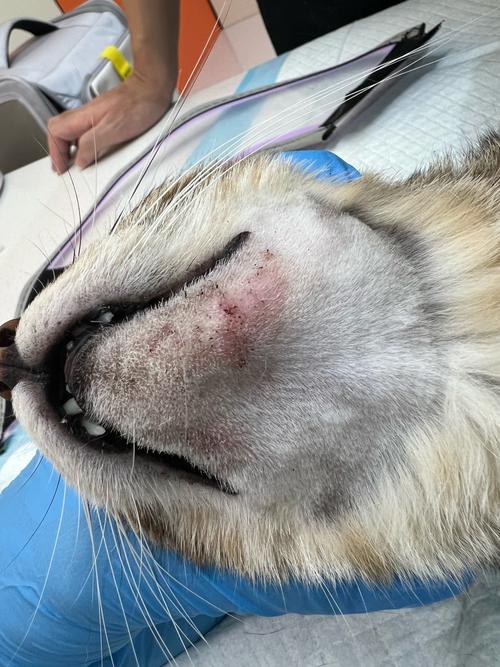 猫咪打解毒针后的症状