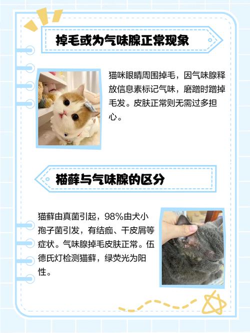 猫咪眼部上方毛突然秃了怎么办