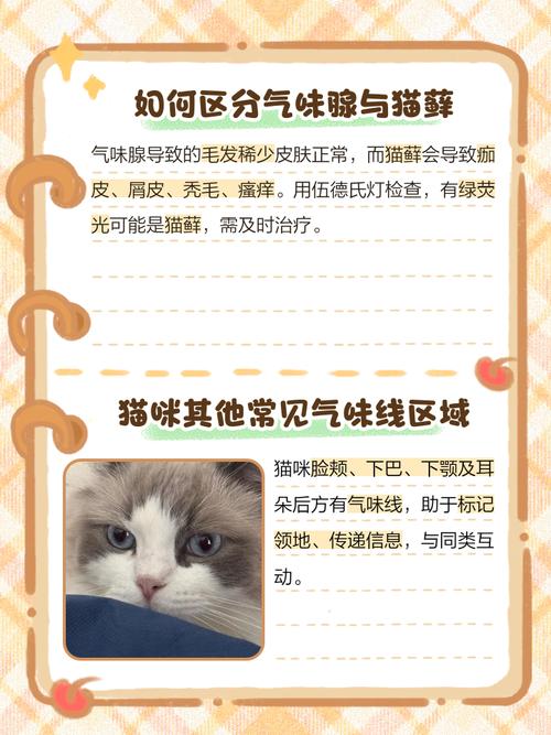 小猫眼睛上面的毛秃了