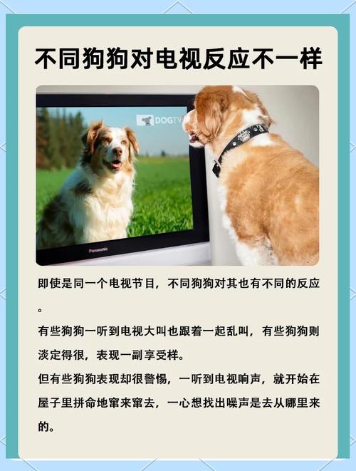 泰迪真的会看电视吗