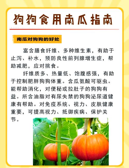 狗狗可以吃南瓜吗