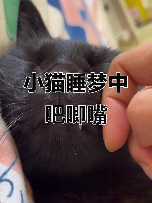 猫咪睡觉吧唧嘴正常吗