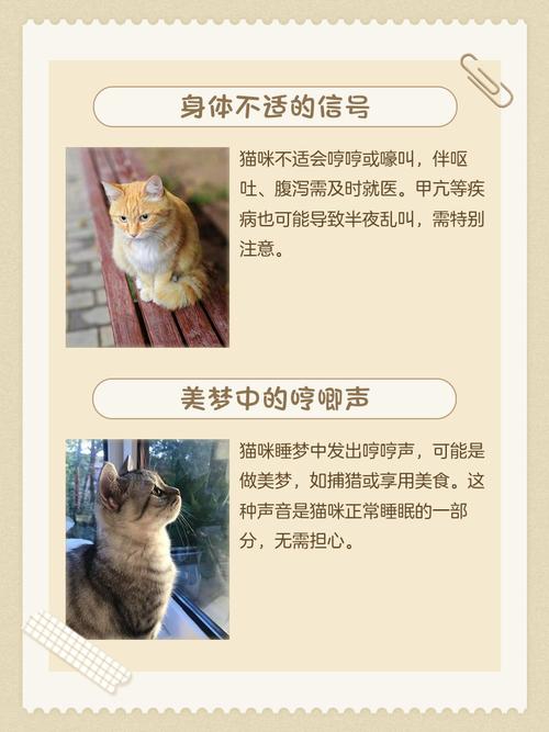 猫咪睡觉吧唧嘴是什么原因