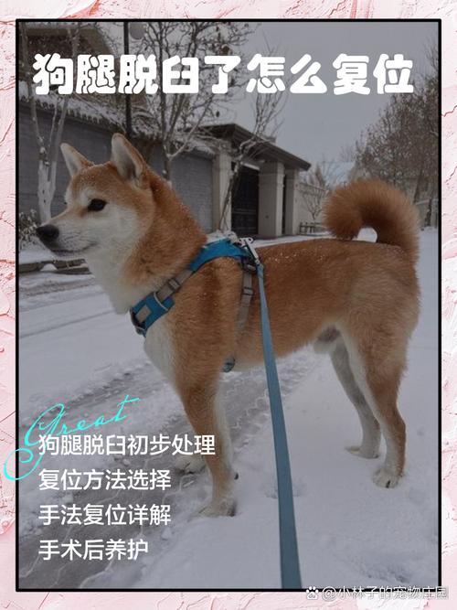 5个月的狗狗骨头错位,不治的话,会怎样