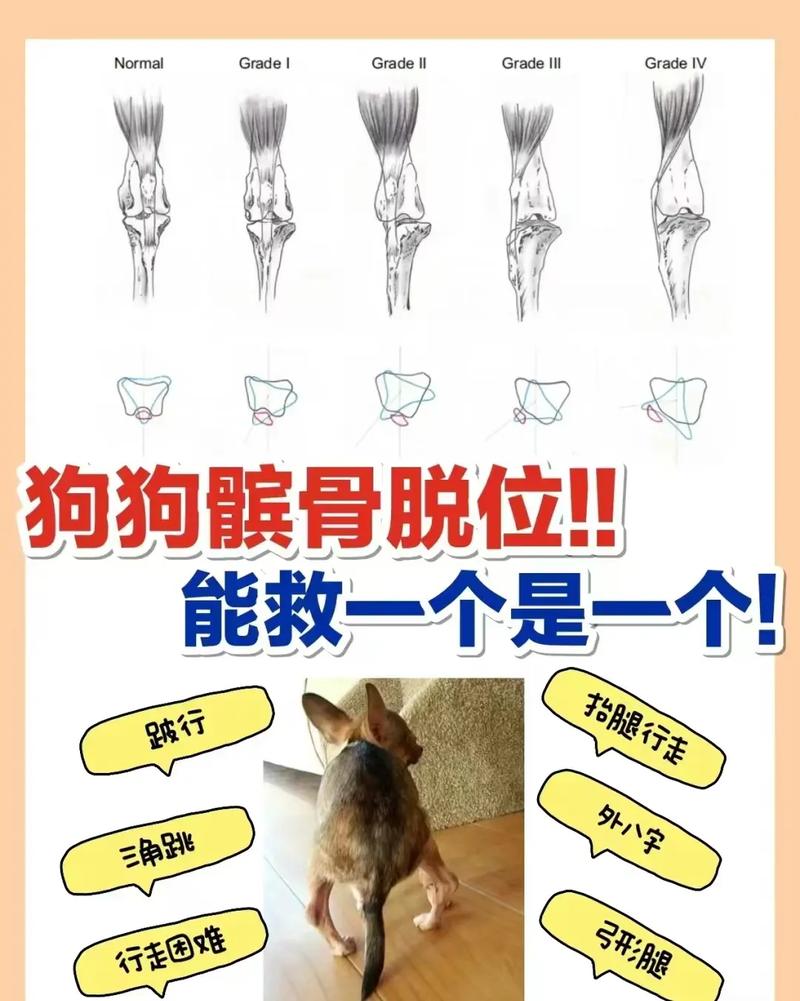 狗狗骨头错位能自愈吗