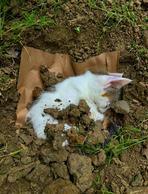 猫喝牛奶没事是否就是可以喝