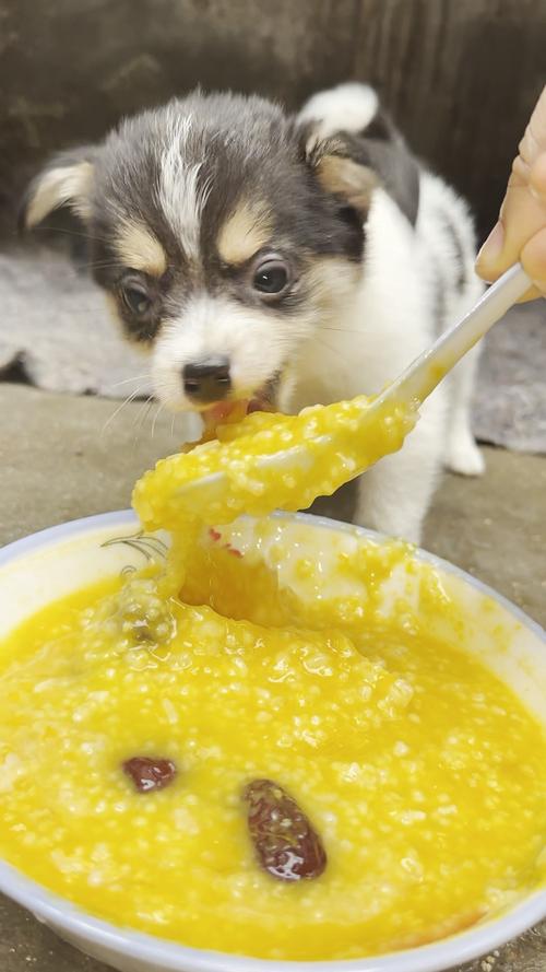 狗狗为什么老是吃小米