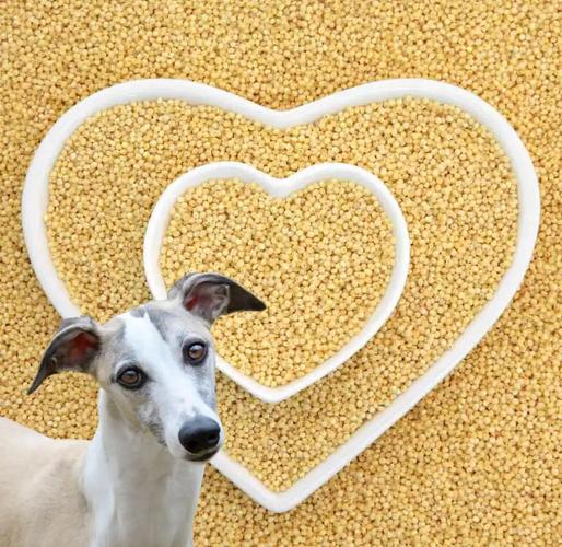 狗狗为什么喜欢吃小米