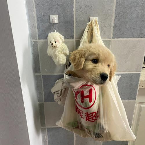 永辉超市可以带狗狗进去吗?