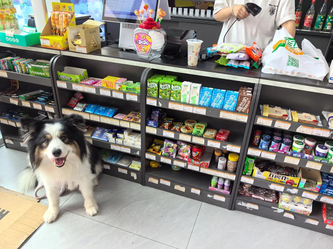 超市可以带狗狗进去吗