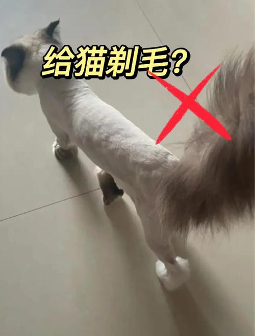 猫咪夏天要不要剃毛?