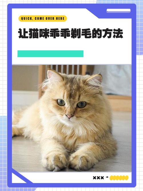 小猫夏天需要剃毛么?