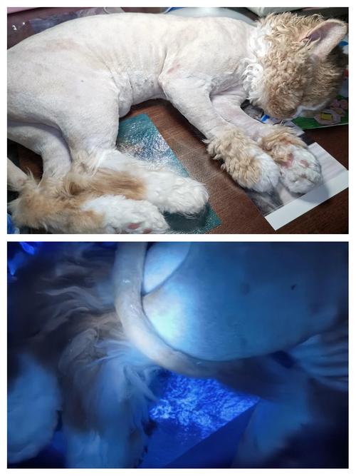 猫咪为什么要剃掌毛