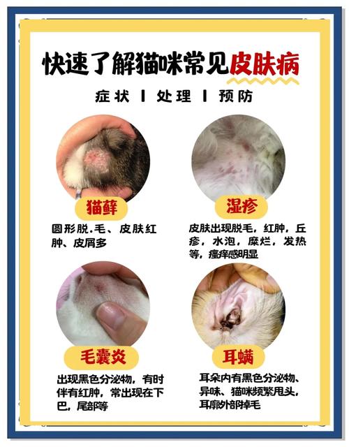 布偶猫夏天需要剪毛吗