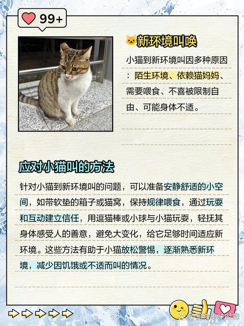 猫咪不停走动叫唤的原因及处理方法