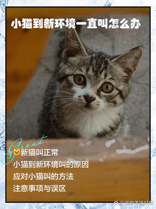 家里的猫咪一直叫是怎么回事?