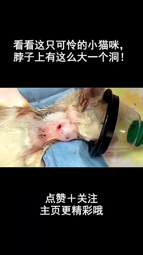 猫吃错东西中毒怎么办