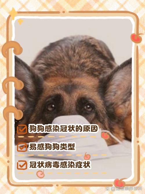 狗狗生病十多天,不吃东西,但肚子越来越来大,怎么办?