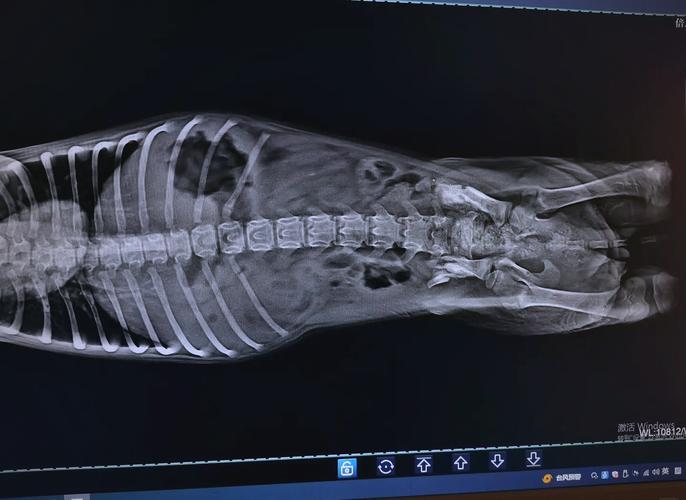 狗狗拍x光片要多少钱