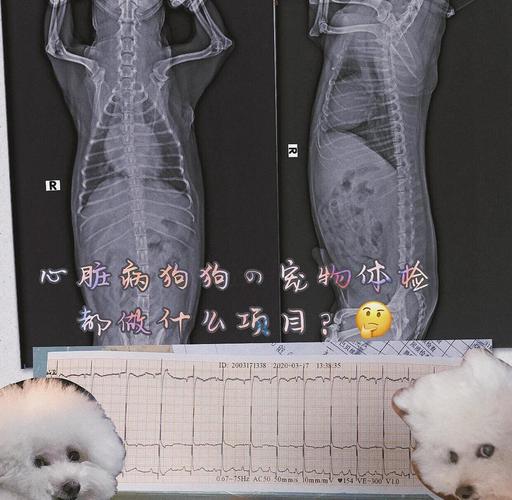 宠物医院拍片子大概多少钱?