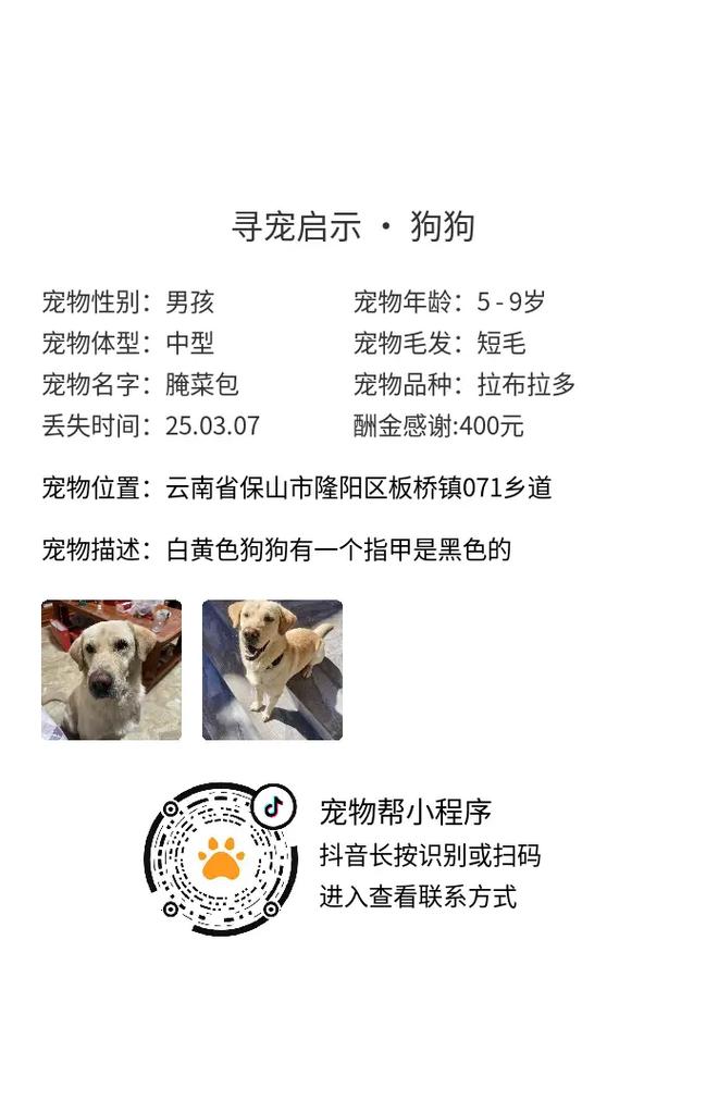 狗狗拍个片子要多少钱?