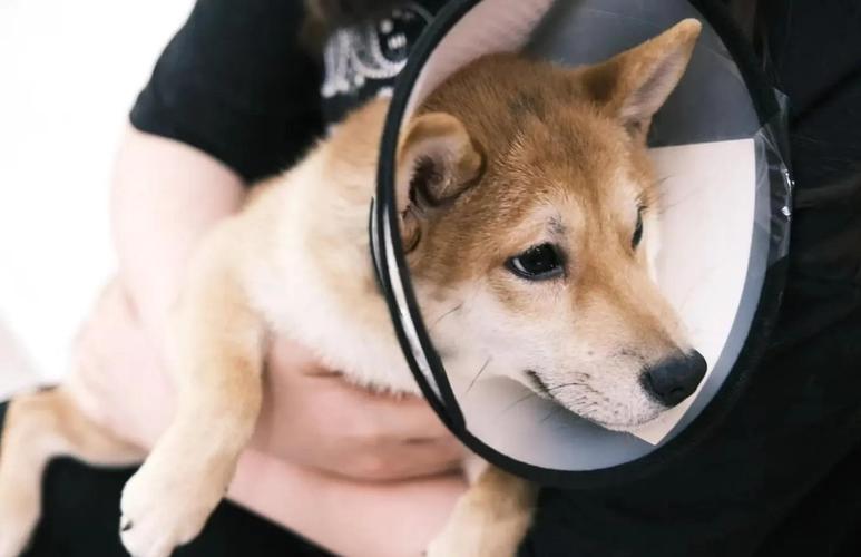 狗舌头剪伤能自愈吗