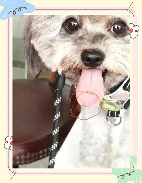 小狗舌头破了流血怎么办