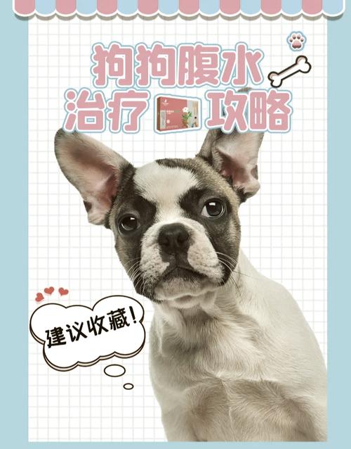 为什么狗狗腹部会积水