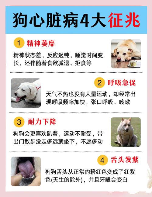 狗狗腹腔积水有什么症状?